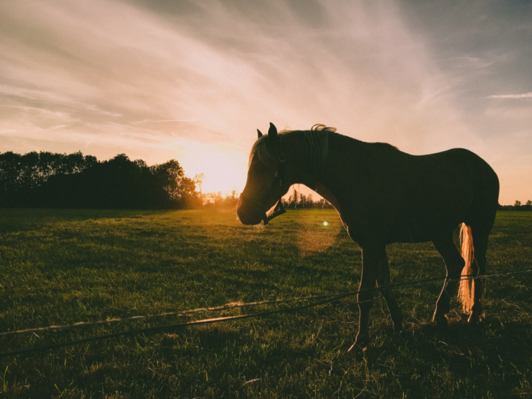 a picture of a horse during a sunset