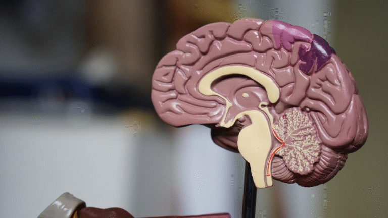 Model of a human brain